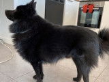 De race Schipperke disponible pour saillie