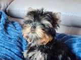 Superbe chiot Yorkshire LOF à vendre