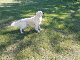 De race Golden Retriever disponible pour saillie