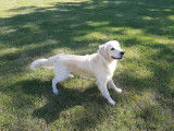 De race Golden Retriever disponible pour saillie