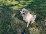 De race Golden Retriever disponible pour saillie