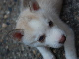 Chiots de type Husky Sibérien à vendre (6 mâles)