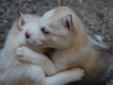 Chiots de type Husky Sibérien à vendre (6 mâles)