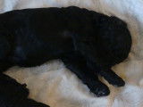 Chiots Grand Caniche / Caniche Royal noirs &agrave; vendre