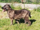 Chiots de race Bouvier des Ardennes à vendre (3 femelles & 6 mâles)