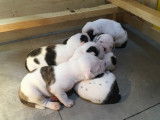 Chiots Bulldogs Am&eacute;ricains inscrits au National Kennel Club (USA)