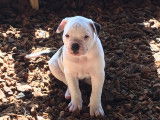 Chiots Bulldogs Am&eacute;ricains inscrits au National Kennel Club (USA)