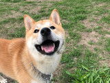 De race Shiba Inu disponible pour saillie