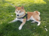 De race Shiba Inu disponible pour saillie