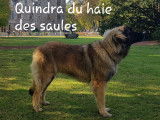 De race Leonberg disponible pour saillie