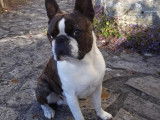 De race Boston Terrier disponible pour saillie