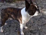 De race Boston Terrier disponible pour saillie