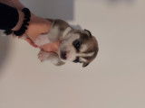 Husky siberien a vendre