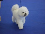 Mâle Bichon Frisé LOF disponible pour saillie
