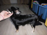 De type Chihuahua disponible pour saillie