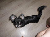 De type Chihuahua disponible pour saillie