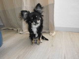 De type Chihuahua disponible pour saillie