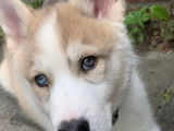 Chiot de type Husky Sib&eacute;rien m&acirc;le &agrave; vendre