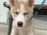 Chiot de type Husky Sib&eacute;rien m&acirc;le &agrave; vendre