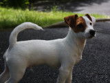 Propose Jack Russel Terrier pour saillie