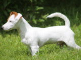 Propose Jack Russel Terrier pour saillie