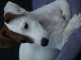 Propose Jack Russel Terrier pour saillie
