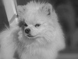 Spitz blanc aux yeux bleus à vendre