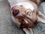 Chien sportif croisé Husky/Malamute pour saillie