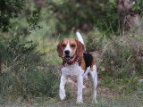 De type Beagle disponible pour saillie