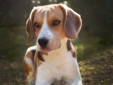 De type Beagle disponible pour saillie