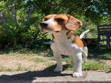 De type Beagle disponible pour saillie