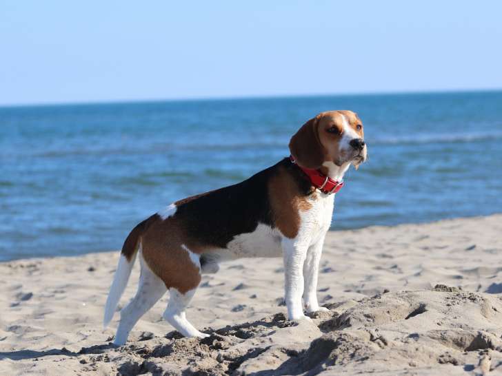 Beagle disponible pour saillie