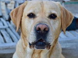 Magnifique Labrador sable pour saillie