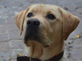 Magnifique Labrador sable pour saillie