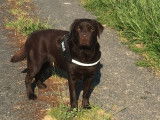 Labrador Retriever chocolat LOF confirmé pour saillie