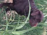 Labrador Retriever chocolat LOF confirmé pour saillie