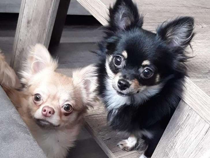 Chiots de type Chihuahua à vendre (1 femelle & 3 mâles)
