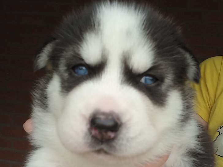 Chiots de type Husky Sibérien à vendre (4 femelles & 2 mâles)