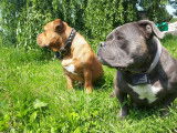 Chiots American Bully pocket EBKC