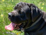 Tr&eacute;s beau Cane Corso disponible pour saillie