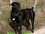 Tr&eacute;s beau Cane Corso disponible pour saillie