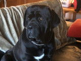 Tr&eacute;s beau Cane Corso disponible pour saillie