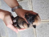 7 adorables chiots Berger Belge Malinois de pure race à vendre