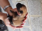 7 adorables chiots Berger Belge Malinois de pure race à vendre