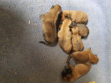 7 adorables chiots Berger Belge Malinois de pure race à vendre