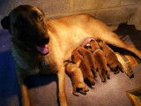 7 adorables chiots Berger Belge Malinois de pure race à vendre