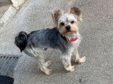 De race Yorkshire Terrier disponible pour saillie