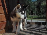 Superbes chiots Husky à vendre