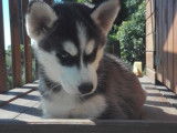 Superbes chiots Husky à vendre