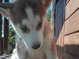 Superbes chiots Husky à vendre